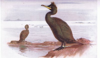 Shag by Archibald Thorburn